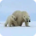 Polar bears search for food - 