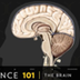 Human Brain: facts and info