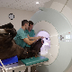 Horse - MRI