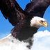 Decorah Eagles, Ustream.TV: 20