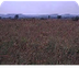 Grasslands