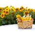 Best Sunflower Oil Brands