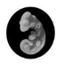 Which embryo is human?