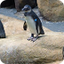 CAoS Penguin Colony CAM