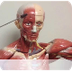 Muscles of the Head and Face -