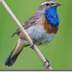 Vogels kijken in Nederland
