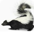 dieren Amerika