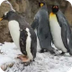 King penguins explore the snow