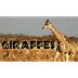 Giraffes for Kids: Learn about