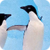 Penguin Habitat powered by EXP
