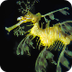 Sea Dragon