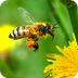 Honey Farm Honey Facts