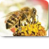 Lespakket: Help de bijen 