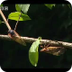 Amazing Cicada life cycle - Si