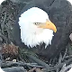 Big Bear Bald Eagle CAM