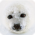 Harp Seal Facts and Pictures -