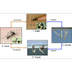 CDC - Mosquito life-cycle - De