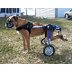 Dog wheels for back legs used