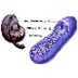 Glucolisis y Respiración Celul