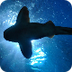 megalodon =prehistorische haai