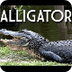 9 Alligator Fun Facts - YouTub