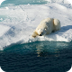 Bear Life: Polar bear Facts