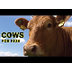 Cow Videos for Children