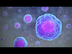 Types of Immune Cells Part 1: