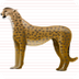 Carson Cheetahs
