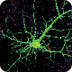 Neurons for kids