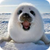 Arctic animals - Who am I
