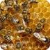 Honey Bees - Cam