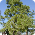State Tree: Pine
