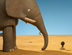Les défenses de l'éléphant 