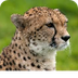 Fun Cheetah Facts