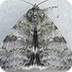 Evolution of the Peppered Moth