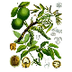 Juglans regia