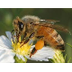 Honeybee Reasearch