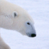 Polar: Endangered
