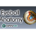 D. Eye anatomy