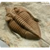 Fossil Images