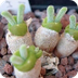 Plant These Bunny Succulents F