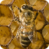 Bee Facts For Kids: Zoo