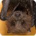 San Diego Zoo Kids - Fruit Bat