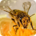El resurgir de las abejas