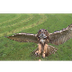 De landing van een uil in slow