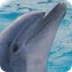 Fun Dolphin Facts for Kids - I