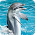 Dolphins - geo