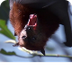 Giant Fruit Bats | BBC