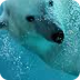 Polar Bear Habitat- Endangered